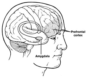 brain  